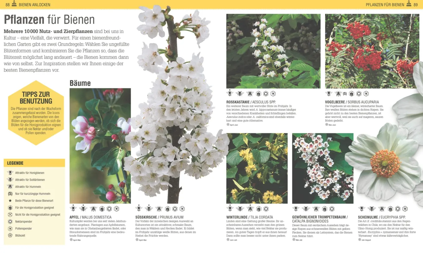 Das Bienen Buch