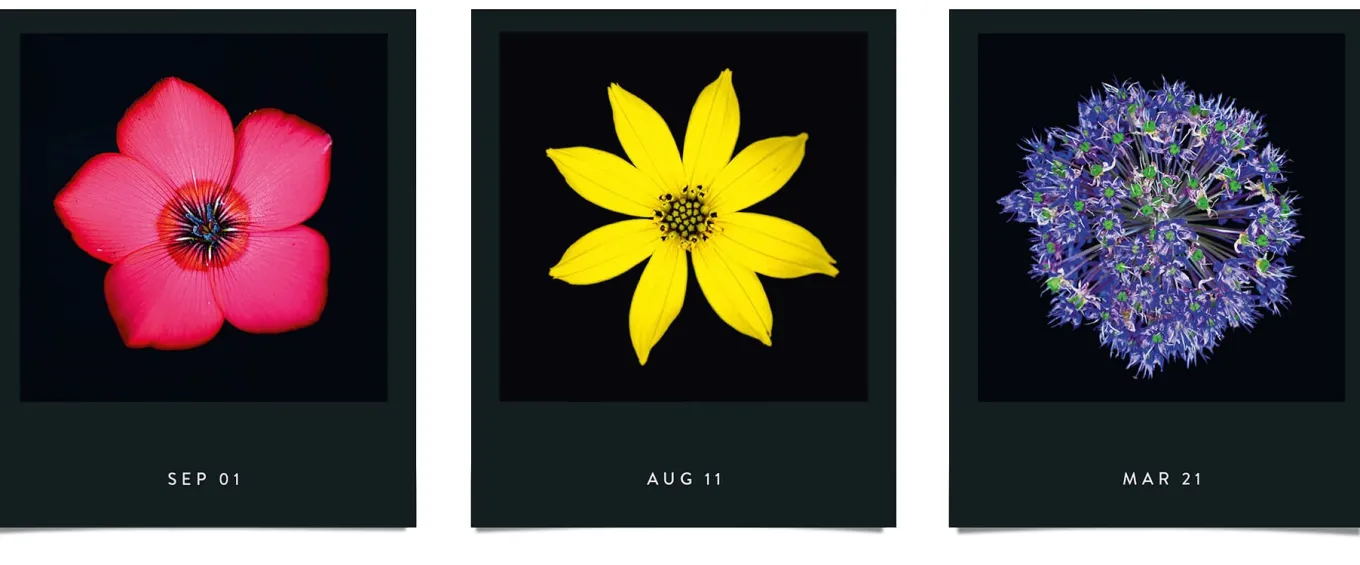 Jahreskalender Flamboyant Flowers